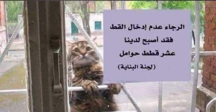 مملكة القطط