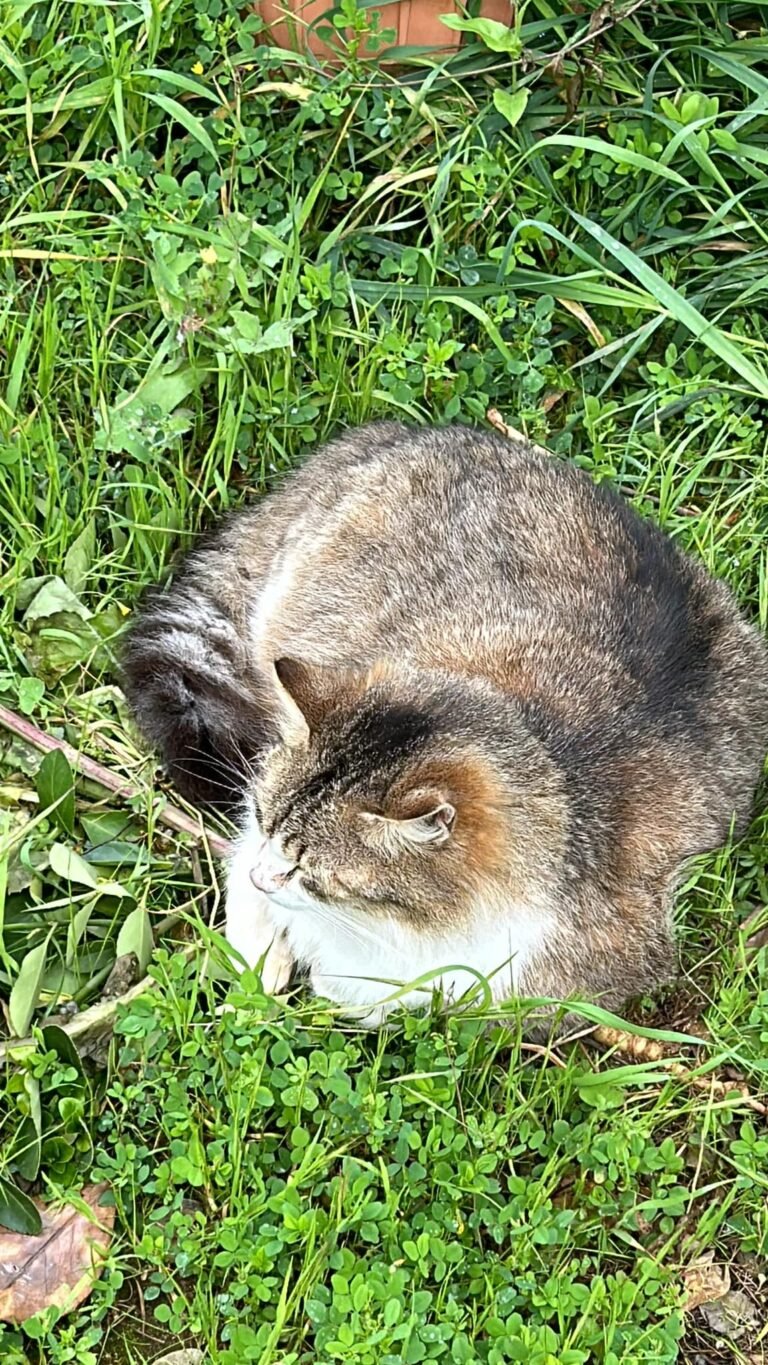 بداية المعركة.. بقلم: جورج فريد..ملحمة القطاطيش (2)..  مجموعة قصصية..