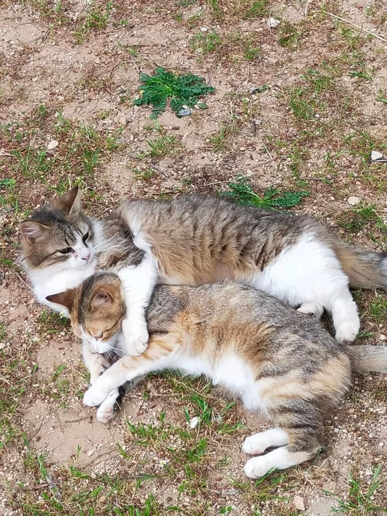 ملحمة القطاطيش (3).. حادثة الموت.. مجموعة قصصية.. بقلم: جورج فريد